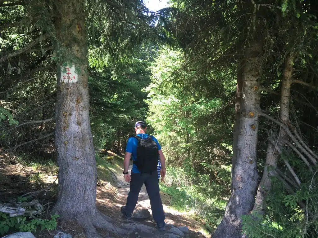 bear track